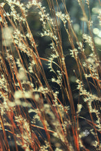 Load image into Gallery viewer, "Lake Flora." Original Artwork Photography Print.