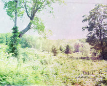 Load image into Gallery viewer, "Woodland Realms | No.3". Original Artwork Photography Print.