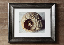 Load image into Gallery viewer, "Seashell | No.2". Original Artwork Photography Print.