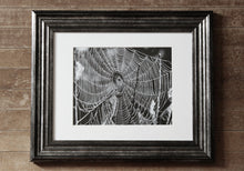 Load image into Gallery viewer, "Bewebbed | B+W No.1". Original Artwork Photography Print.