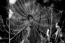 Load image into Gallery viewer, "Bewebbed | B+W No.1". Original Artwork Photography Print.