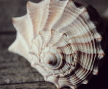 Load image into Gallery viewer, "Seashell | No.1". Original Artwork Photography Print.