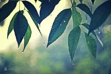 Load image into Gallery viewer, "Quenched". Original Artwork Photography Print.