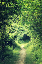 Load image into Gallery viewer, "Into the Woods". Original Artwork Photography Print.