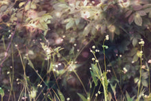 Load image into Gallery viewer, "Midsummer's Night". Original Artwork Photography Print.