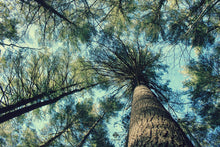 Load image into Gallery viewer, "The Trees | No.1". Original Artwork Photography Print.