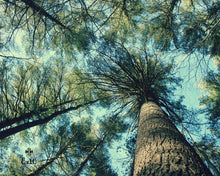 Load image into Gallery viewer, "The Trees | No.1". Original Artwork Photography Print.