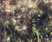Load image into Gallery viewer, "Midsummer's Night". Original Artwork Photography Print.