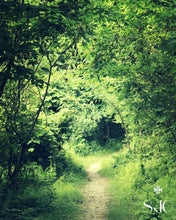 Load image into Gallery viewer, "Into the Woods". Original Artwork Photography Print.