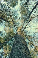 Load image into Gallery viewer, "The Trees | No.2". Original Artwork Photography Print.
