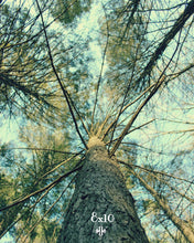 Load image into Gallery viewer, "The Trees | No.2". Original Artwork Photography Print.