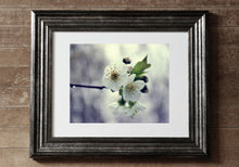 Load image into Gallery viewer, &quot;Cherry Blossom&quot;. Original Artwork Photography Print.