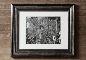 "Bewebbed | B+W No.1". Original Artwork Photography Print.