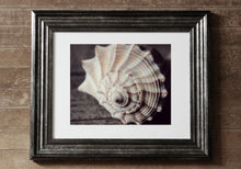 Load image into Gallery viewer, &quot;Seashell | No.1&quot;. Original Artwork Photography Print.