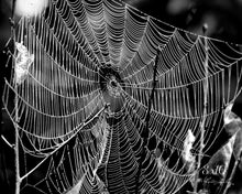 Load image into Gallery viewer, &quot;Bewebbed | B+W No.1&quot;. Original Artwork Photography Print.