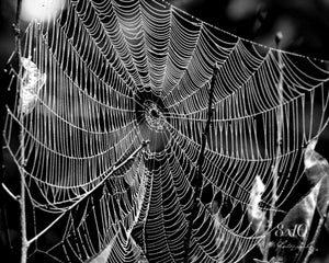 "Bewebbed | B+W No.1". Original Artwork Photography Print.