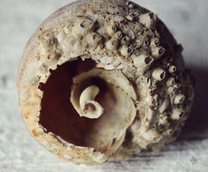 "Seashell | No.2". Original Artwork Photography Print.