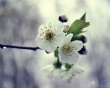 Load image into Gallery viewer, &quot;Cherry Blossom&quot;. Original Artwork Photography Print.