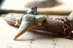 Apex. Unisex Genuine Shark Tooth & Vintage Chain Necklace.